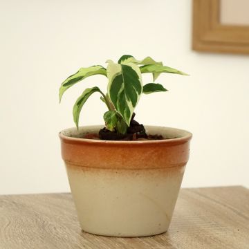 Calatéia Fusion White