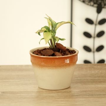 Calatéia Yellow Fusion