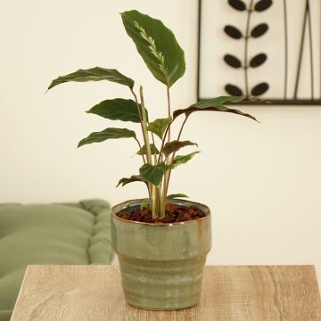 Calatéia Maui Queen