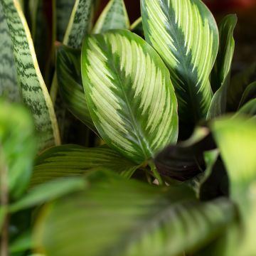 Calathea Meili - Calatéia