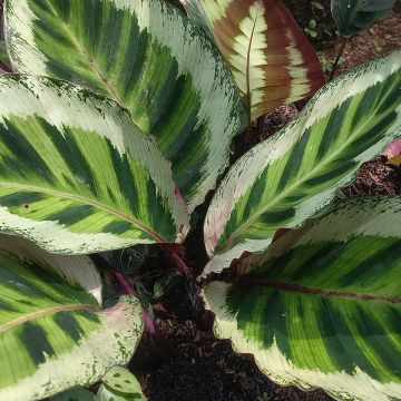 Calathea Angela - Calatéia