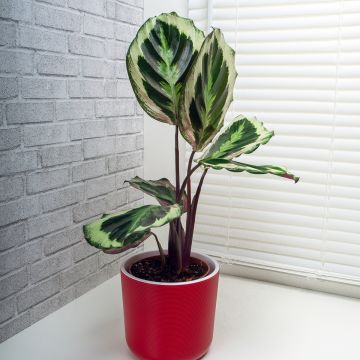Calathea Shinestar - Calatéia