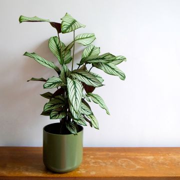 Calathea White Star - Calatéia
