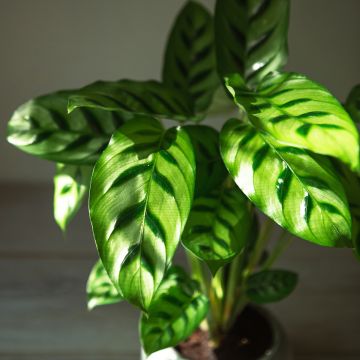 Calathea leopardina - Calatéia