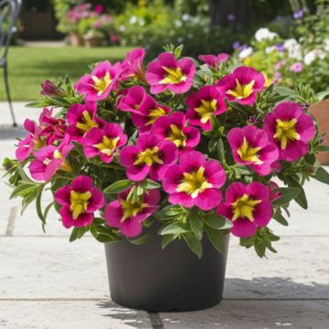 Calibrachoa parviflora Cabaret Special Bumble Bee Rose