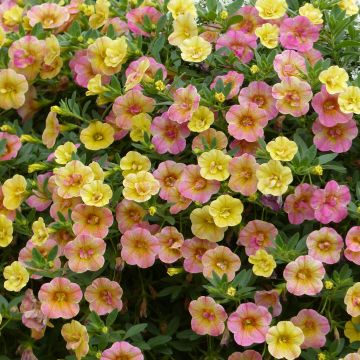 Calibrachoa Chamaeleon Double Pink Yellow