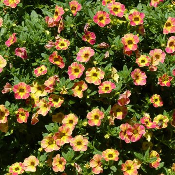 Calibrachoa Chamaeleon Sunshine Berry