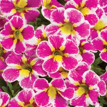 Calibrachoa Superbells Holy Cow