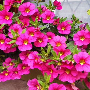 Calibrachoa Noa Bubblegum