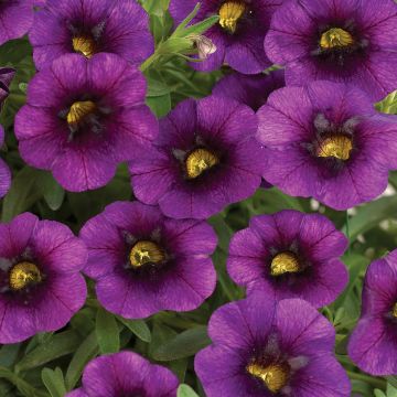 Calibrachoa Noa Ultra Purple