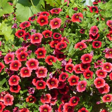 Calibrachoa Superbells Pomegranate Punch