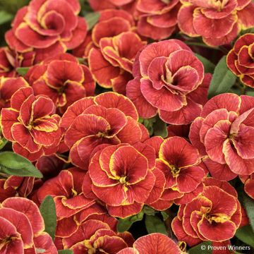 Calibrachoa Superbells Double Redstone