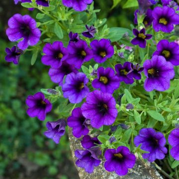 Calibrachoa Superbells Unique Blue Violet