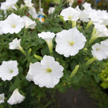 Calibrachoa Superbells Unique White