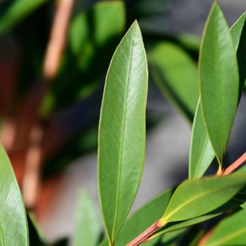 Callistemon viminalis Inferno