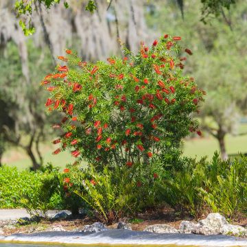 Callistemon Woodlander's Hardy