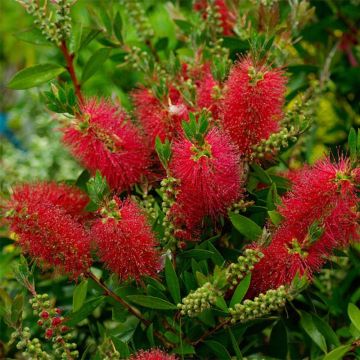 Callistemon laevis