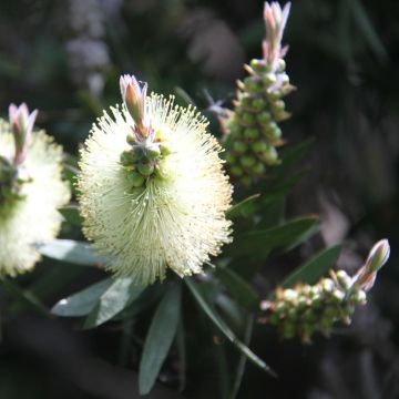 Callistemon citrinus Albus
