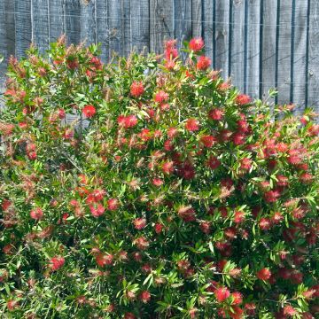 Callistemon citrinus Splendens
