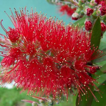 Callistemon masotti Mini Red