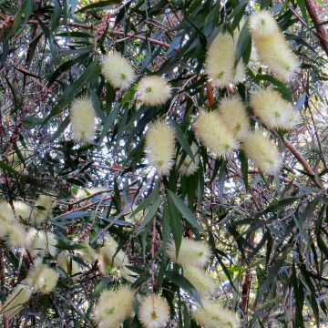 Callistemon salignus White
