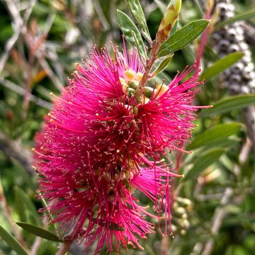 Callistemon salignus Perth Pink Callistemon salignus Perth Pink