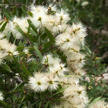 Callistemon salignus White