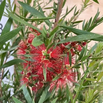 Callistemon viminalis Hannah Ray