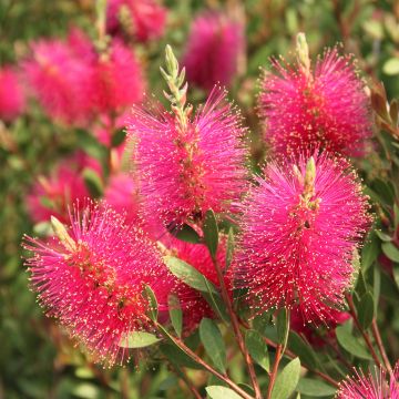 Melaleuca viminalis Hot Pink
