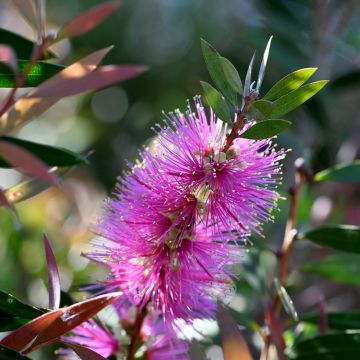 Callistemon violaceus