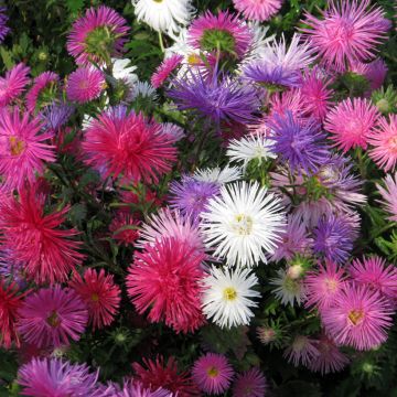 Áster-da-china Unicum em sementes