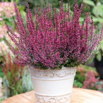 Calluna Garden Girls Amethyst