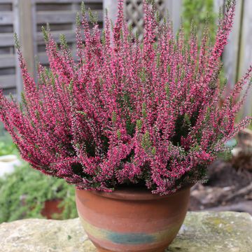 Calluna Garden Girls Rosita