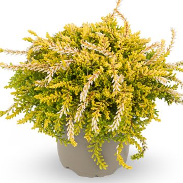 Calluna Rasta Girls Netty