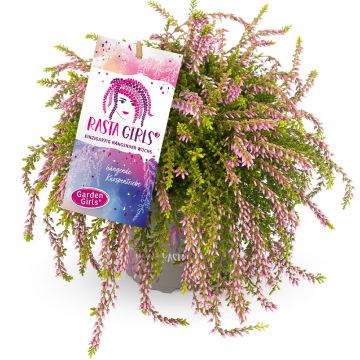 Calluna Rasta Girls Rosa Claire