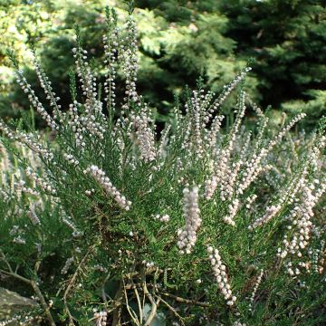 Calluna vulgaris Alba