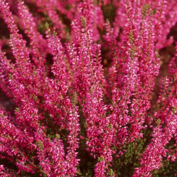 Calluna vulgaris Bonita