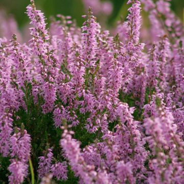 Calluna vulgaris H.E Beale