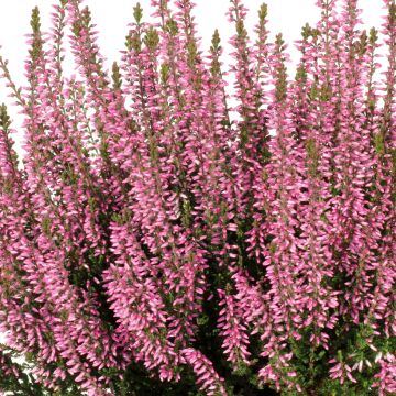 Calluna Pink Bettina