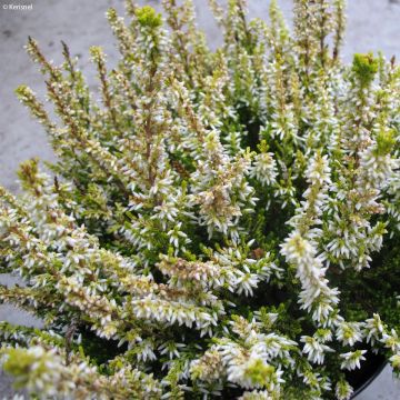 Calluna vulgaris Sandy