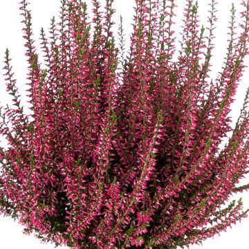 Calluna Selma