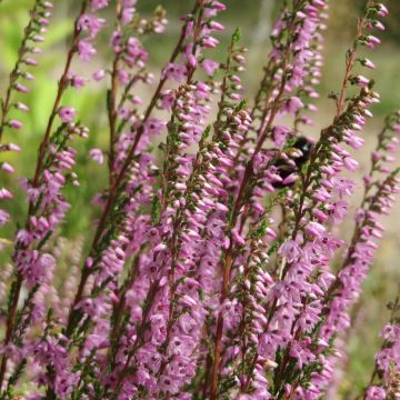 Calluna vulgaris Tib
