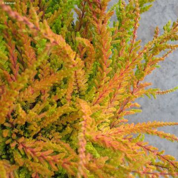 Calluna vulgaris Wickwar Flame
