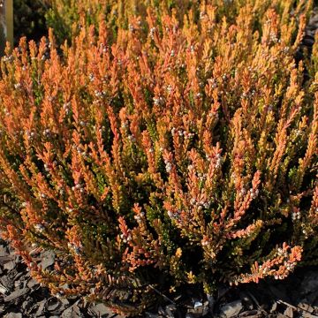 Calluna vulgaris Winter Chocolate