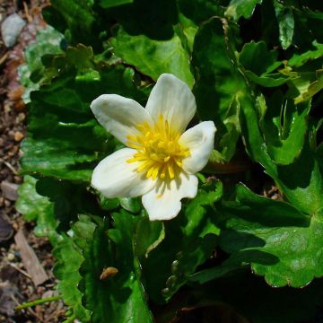 Caltha palustris var. alba