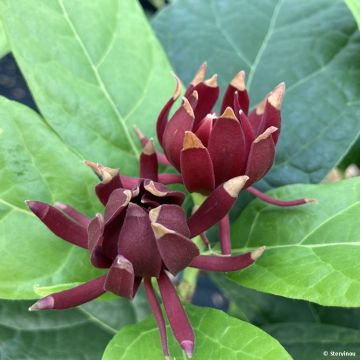 Calycanthus floridus Michael Lindsay