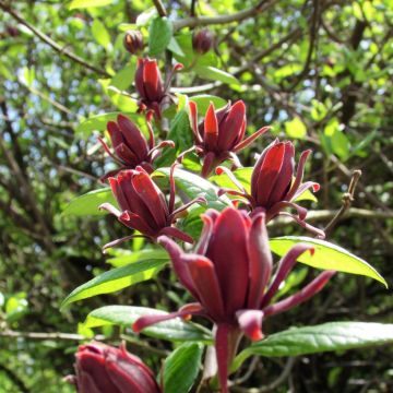 Calycanthus floridus Calycanthus floridus
