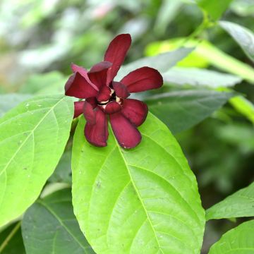 Calycanthus raulstonii Hartlage Wine