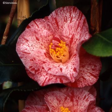 Camélia japonica Betty Foy Sanders