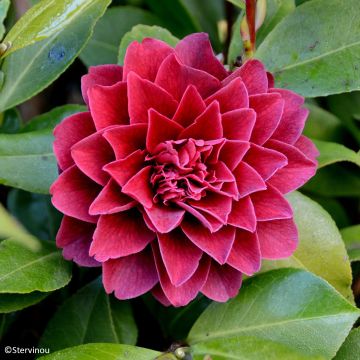 Camélia japonica Manuroa Road'